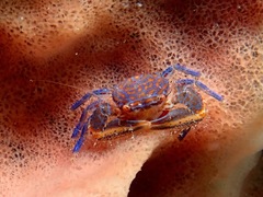 Aliaporcellana