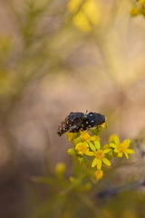 Acmaeodera bacchariphaga
