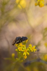 Acmaeodera bacchariphaga