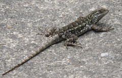 Sceloporus occidentalis