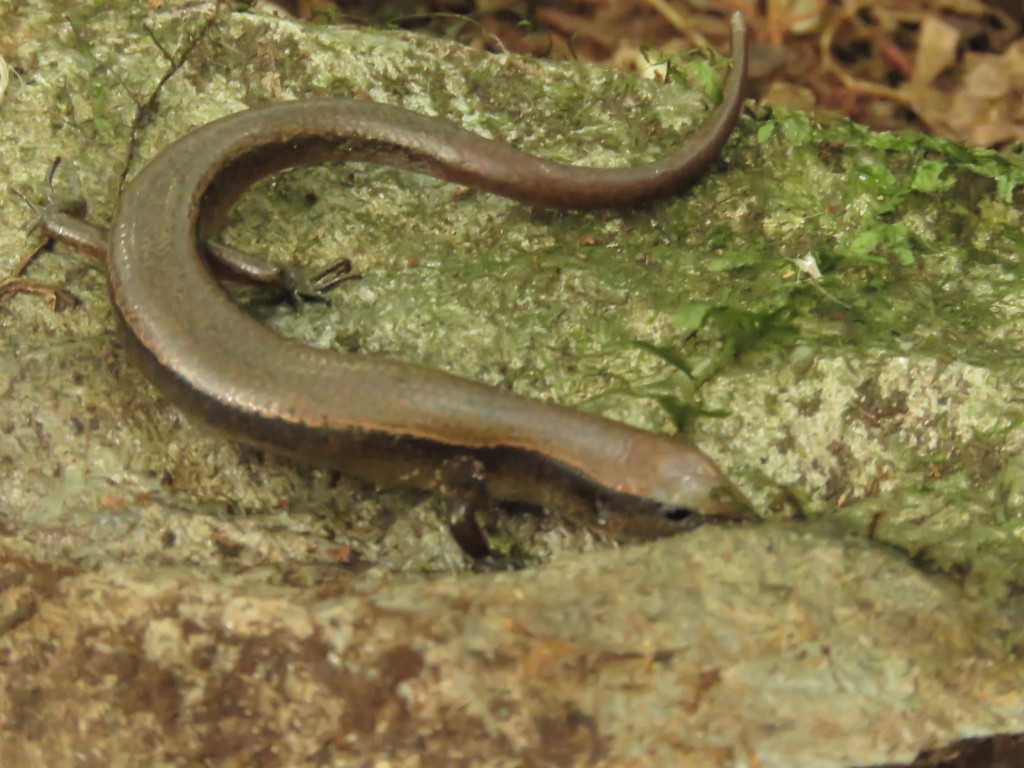 Cope's Forest Ground Skink