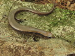 Scincella gemmingeri