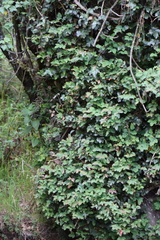 Berberis alpina