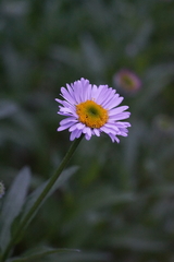 Erigeron aliceae