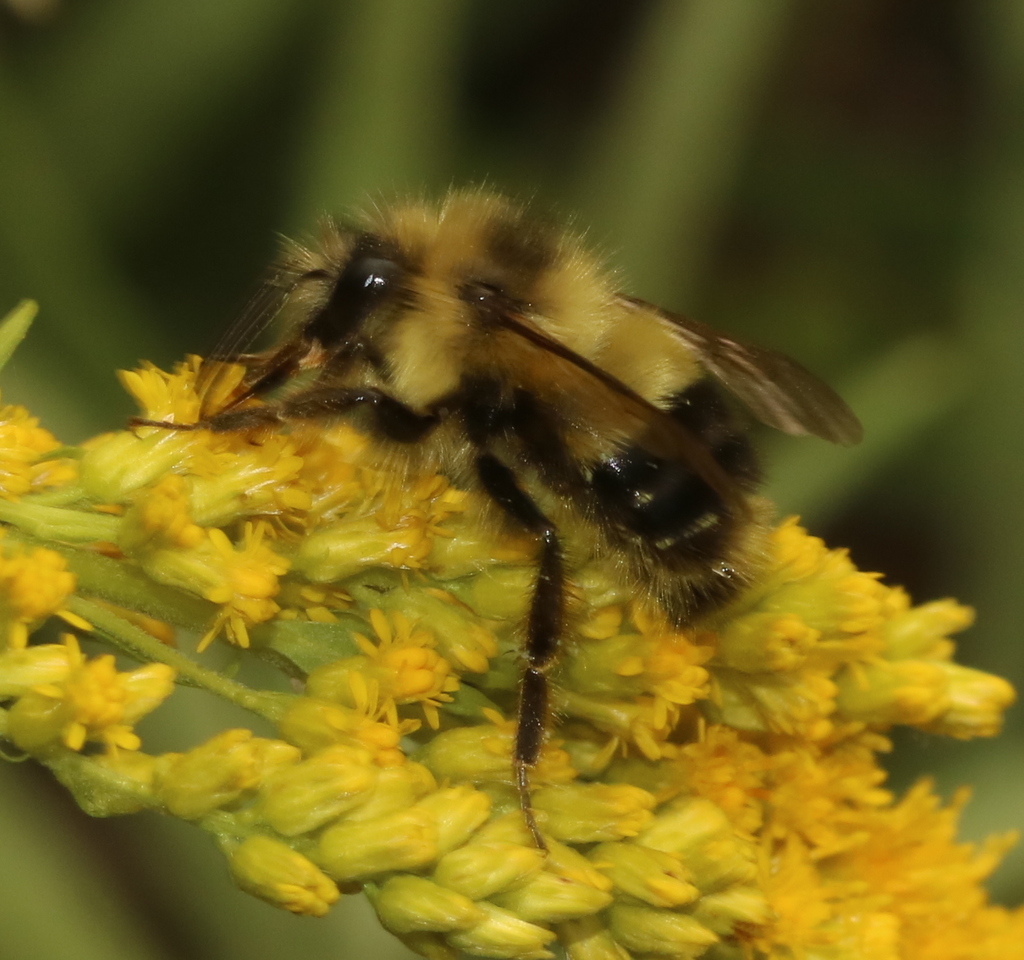 half-black-bumble-bee-from-qu-bec-canada-on-july-26-2021-at-04-43-pm