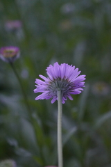 Erigeron aliceae