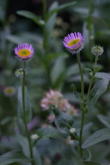 Erigeron aliceae