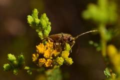 Crossidius testaceus