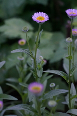 Erigeron aliceae