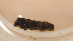 Lepidostoma