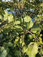 Alnus