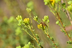 Crossidius testaceus
