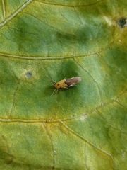 Stathmopoda auriferella