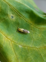 Stathmopoda auriferella