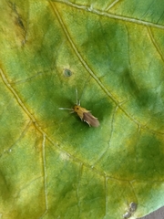 Stathmopoda auriferella