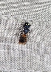 Hylaeus nelumbonis