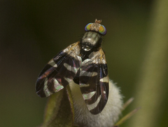 Sphaeniscus atilius