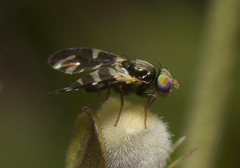 Sphaeniscus atilius