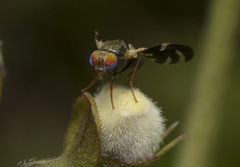 Sphaeniscus atilius