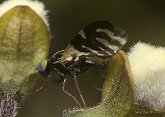Sphaeniscus atilius