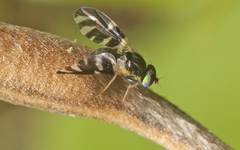 Sphaeniscus atilius