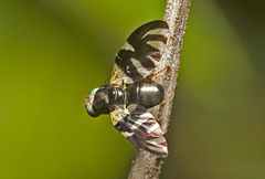 Sphaeniscus atilius