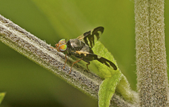 Sphaeniscus atilius