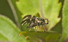 Sphaeniscus atilius