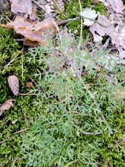 Peucedanum oreoselinum