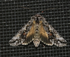 Syngrapha octoscripta