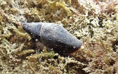 Isara carbonaria
