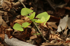 Erythrina flabelliformis