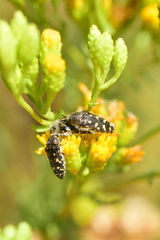 Acmaeodera bacchariphaga