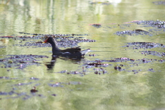 Gallinula chloropus