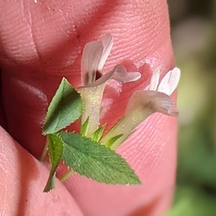 Trifolium monanthum grantianum