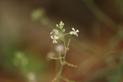 Hesperidanthus linearifolius