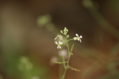Hesperidanthus linearifolius
