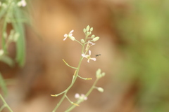 Hesperidanthus linearifolius