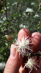Centaurea ×psammogena