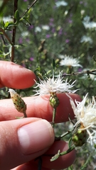 Centaurea ×psammogena