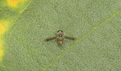 Noeetomima decora