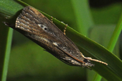 Thopeutis forbesellus