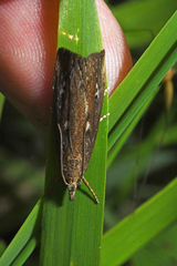 Thopeutis forbesellus