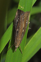 Thopeutis forbesellus