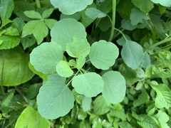 Porophyllum ruderale