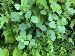 Porophyllum ruderale