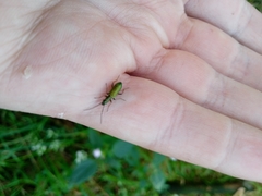 Chrysanthia geniculata