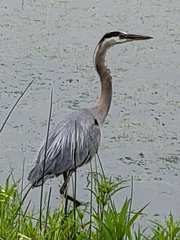 Ardea herodias