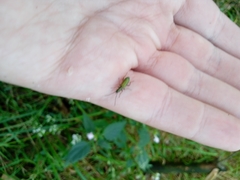 Chrysanthia geniculata