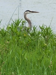 Ardea herodias
